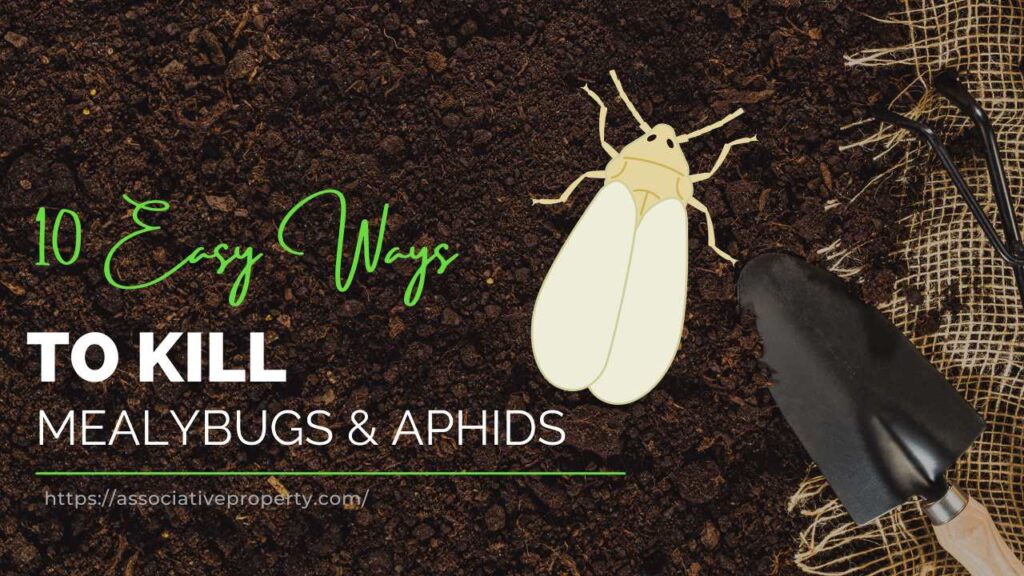 Guide to Remove Mealybugs and Aphids