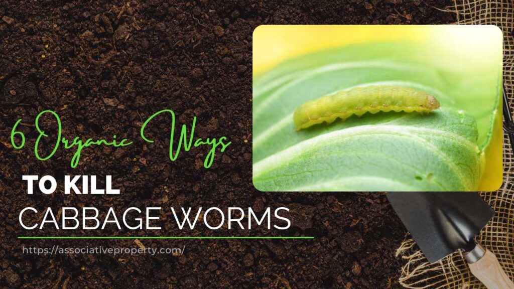 How to Kill Cabbage Worms