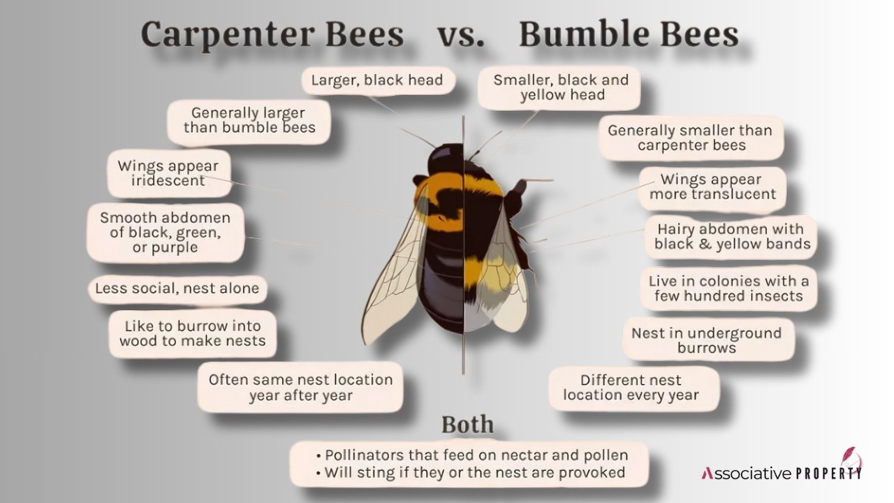Features showing difference between Carpenter Bees and Bumblebees