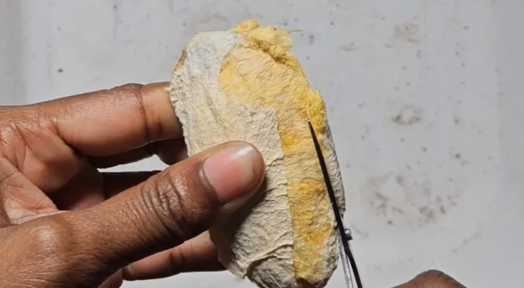 After drying seed of mango to get actual seed from it