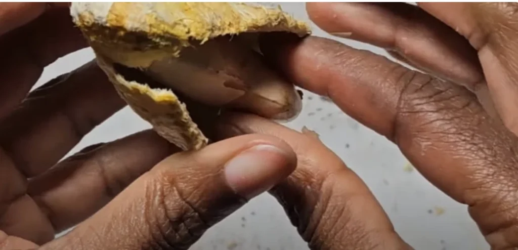 extracting actual seed from the cover
