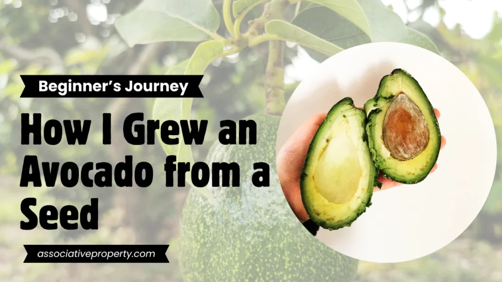 How to grow Avocado at home