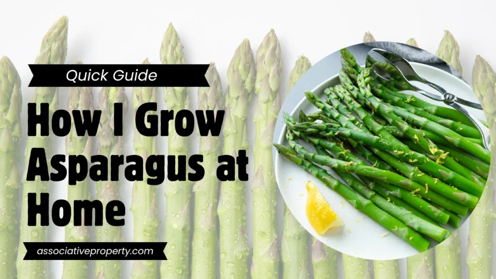 How to grow Asparagus