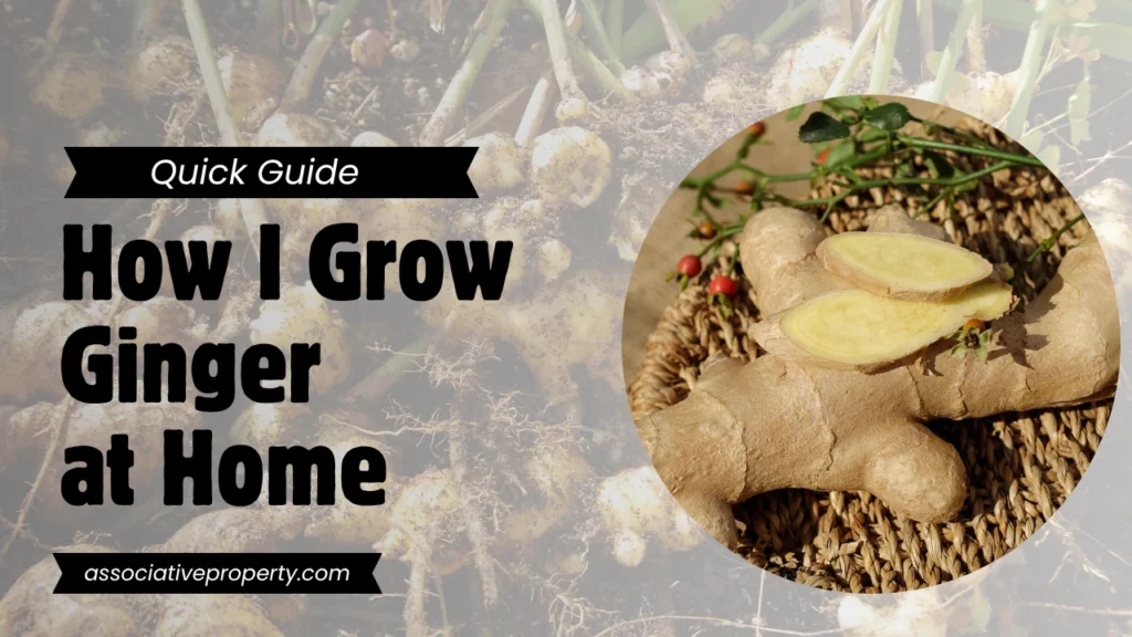 How to grow Ginger at home