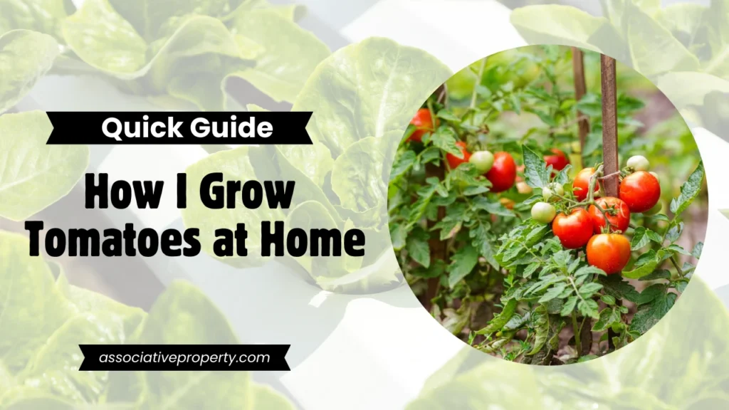 how to plant a tomato