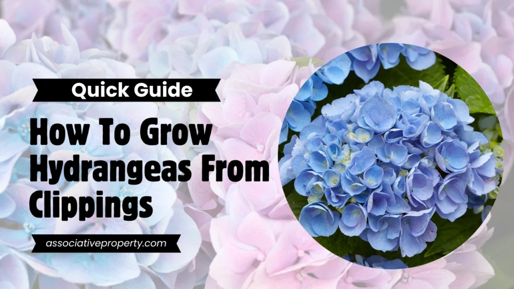 Tips to grow Hydrangeas From Clippings