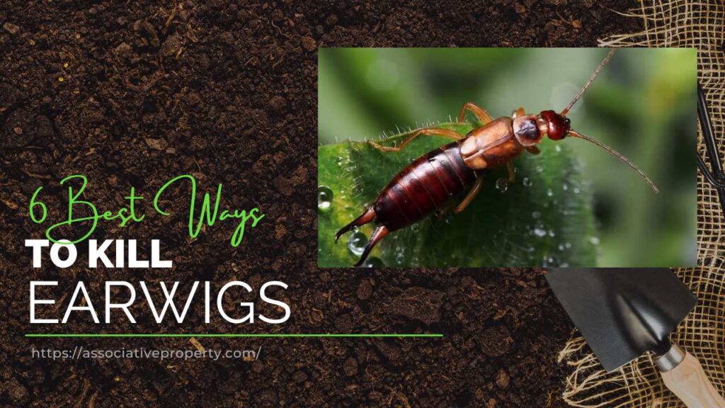 image of Earwigs with the title how to remove or kill Earwigs from garden