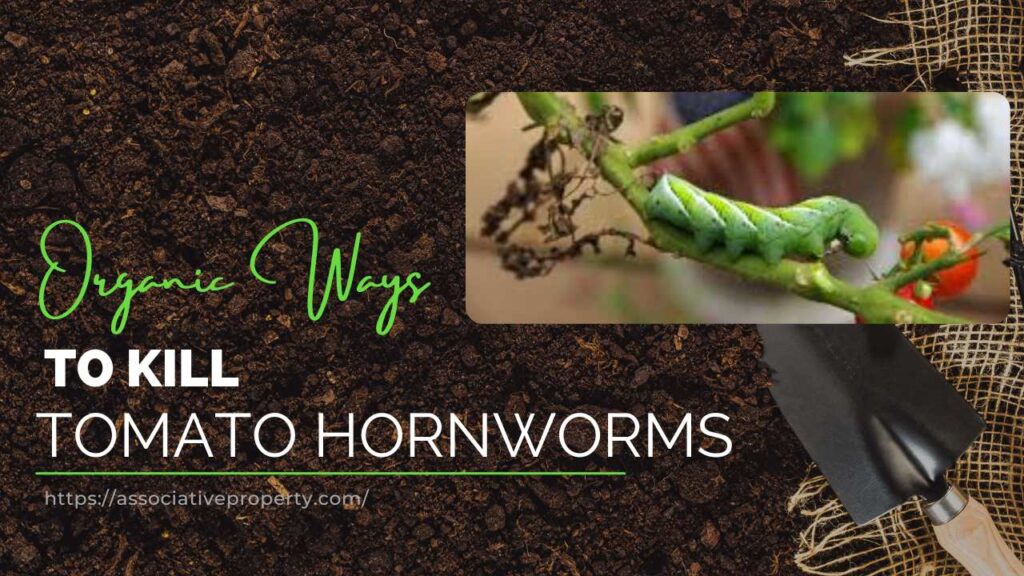 How to remove Tomato Hornworms
