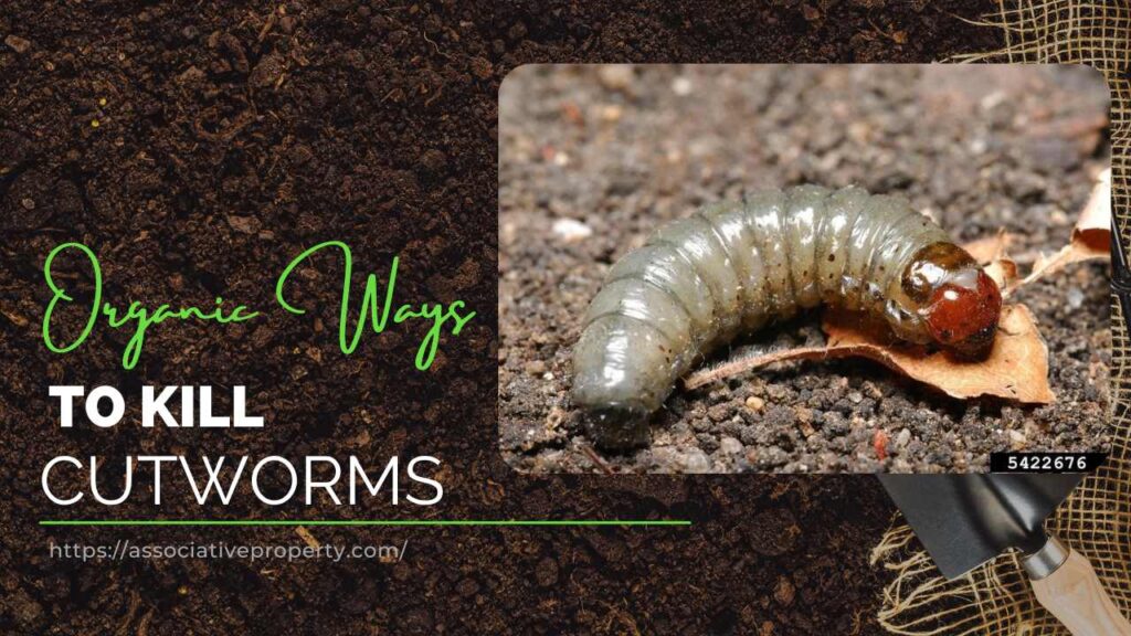 how to kill cutworms