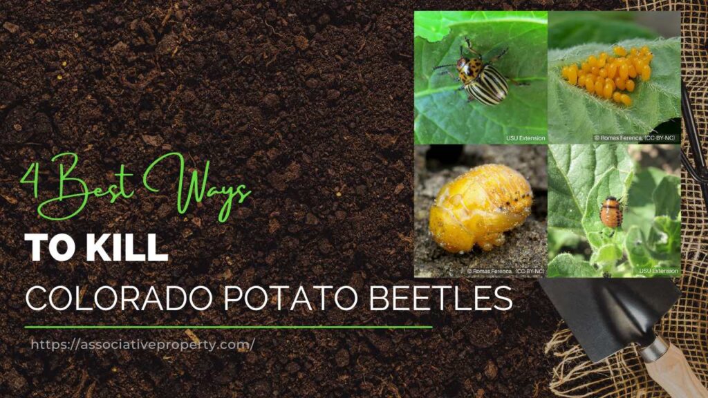 how to get rid of Colorado Potato Beetles