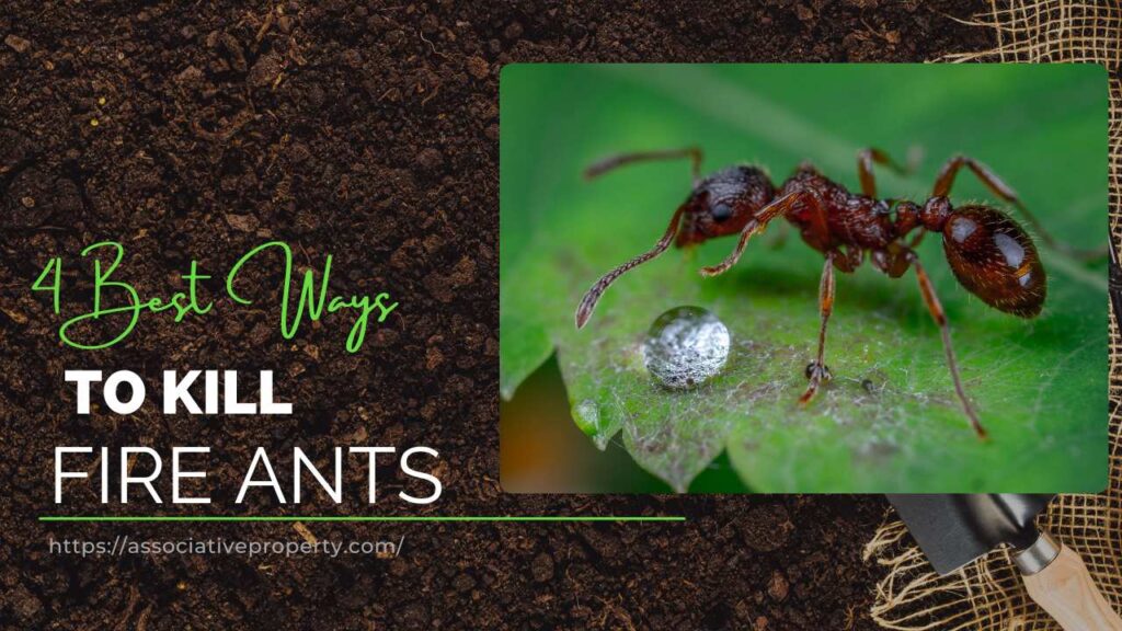 How to get rid of Fire Ants