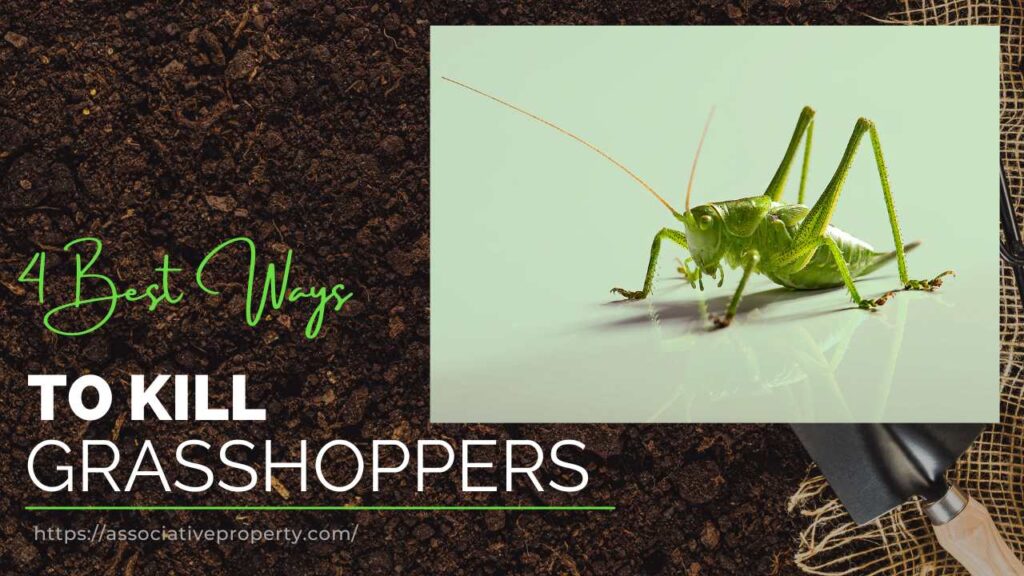 Picture of Grasshoppers with the caption 4 best ways to kill Grasshoppers