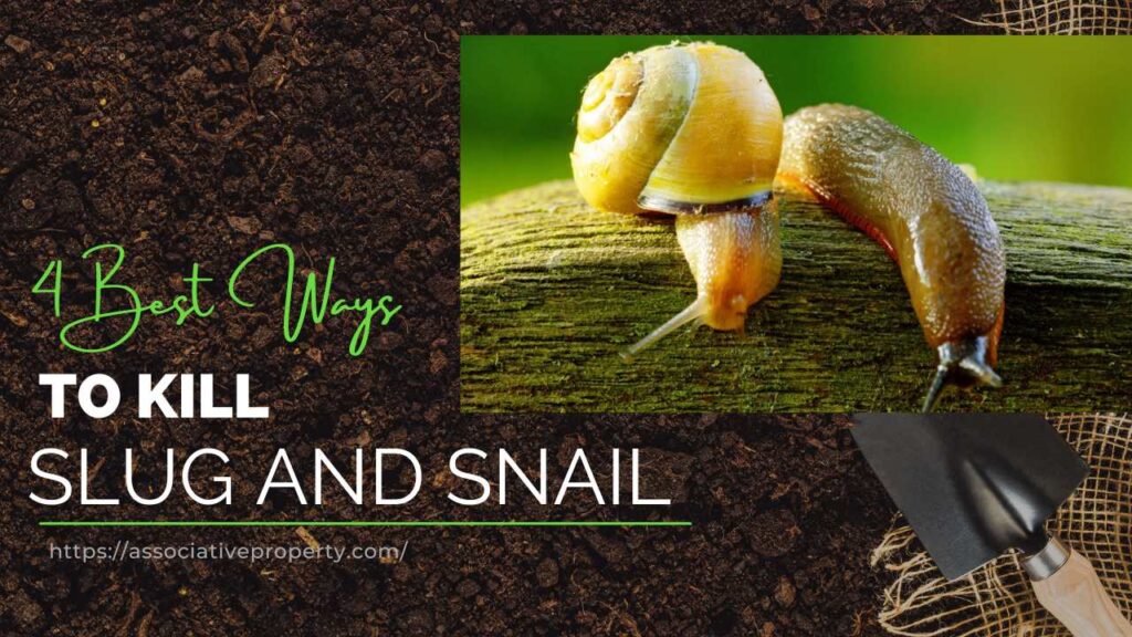 Natural ways to avoid Slug and Snail