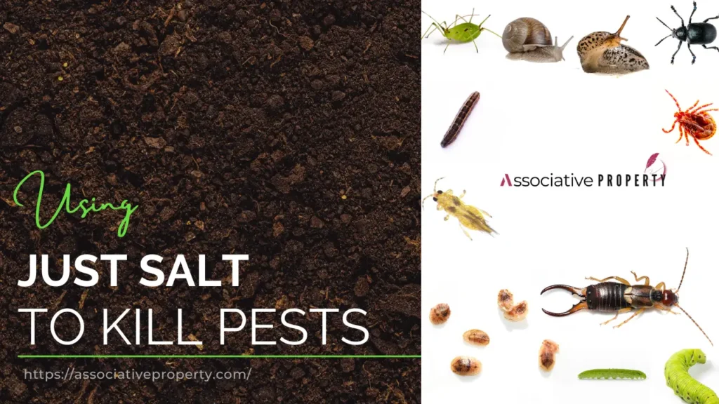 How to get rid of pests with just salt