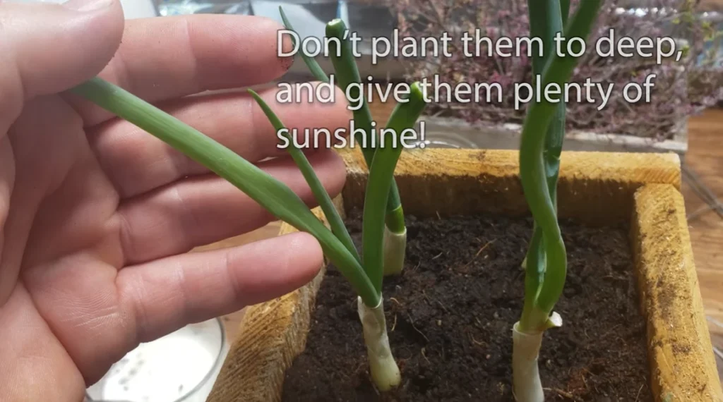 showing how stem will look after planting in the soil