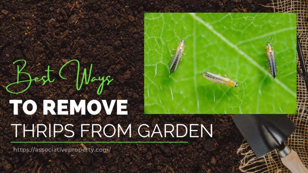 How to remove Thrips