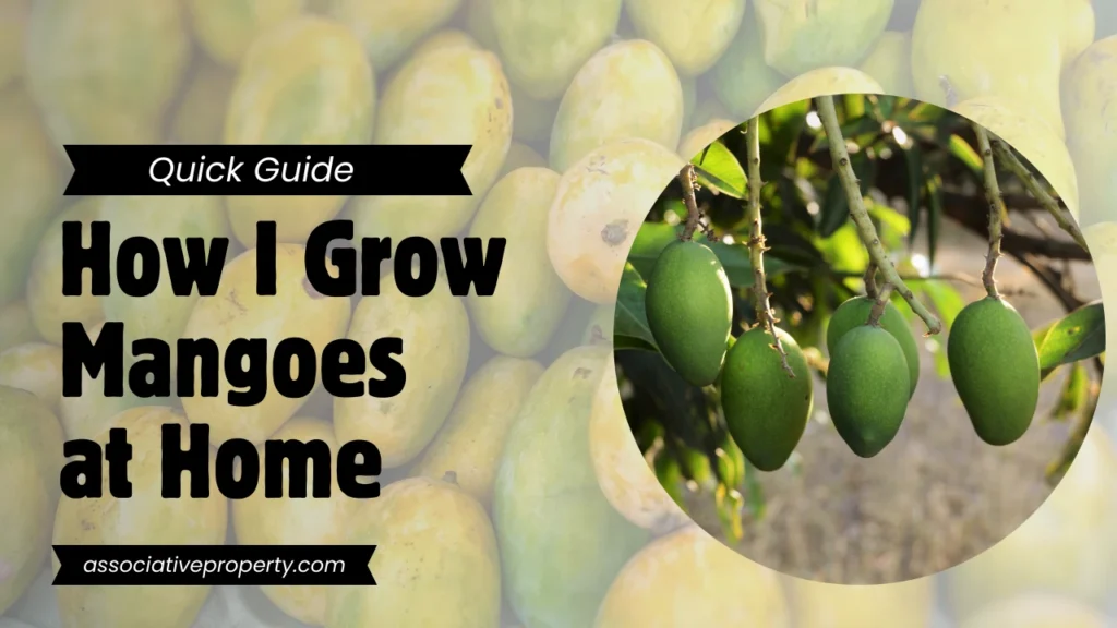 Step by step guide to grow Mango Tree From Seed