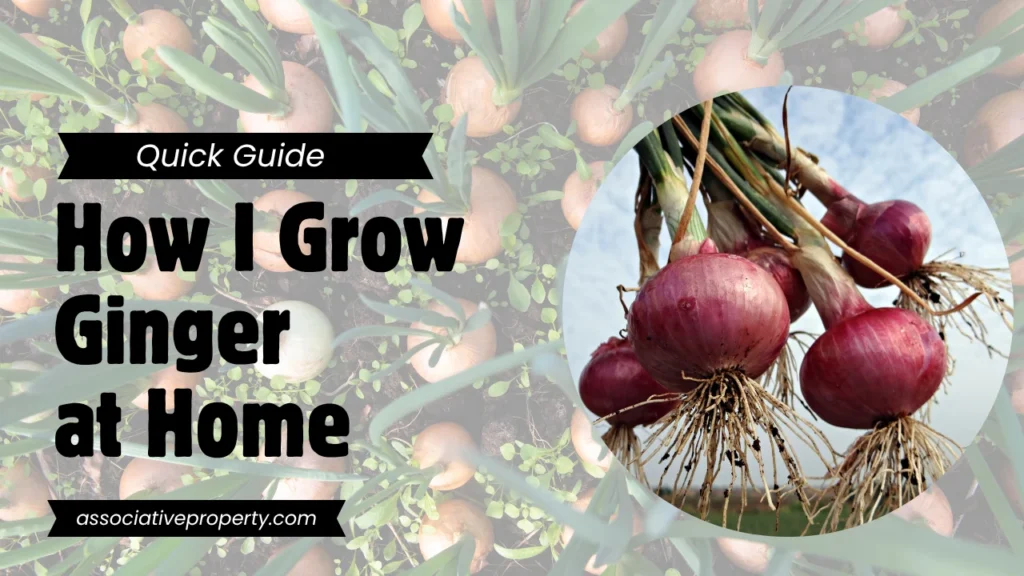 Guide to grow onions