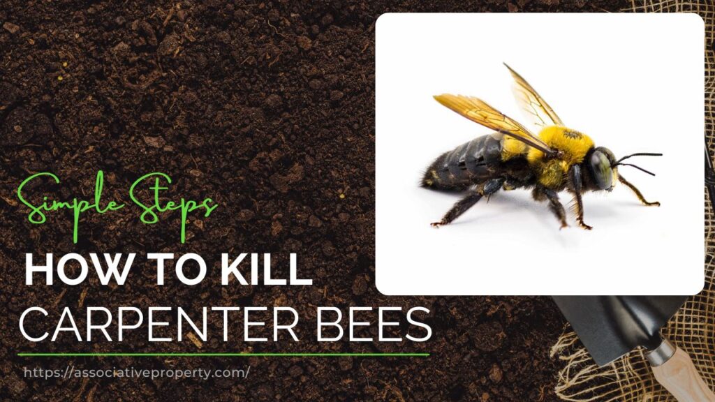 How to remove Carpenter Bees from garden