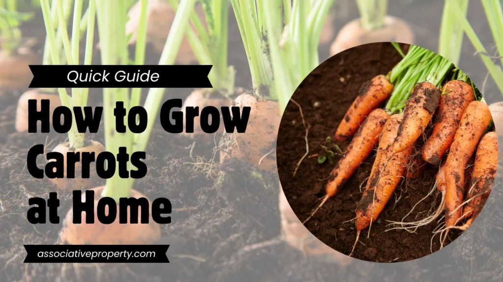 complete step by step guide to grow carrots