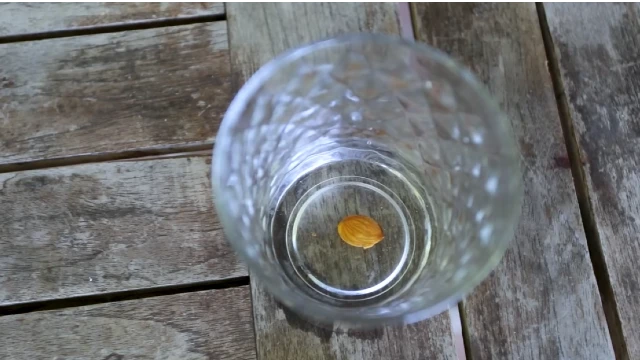 Hydrating the Seed in the water