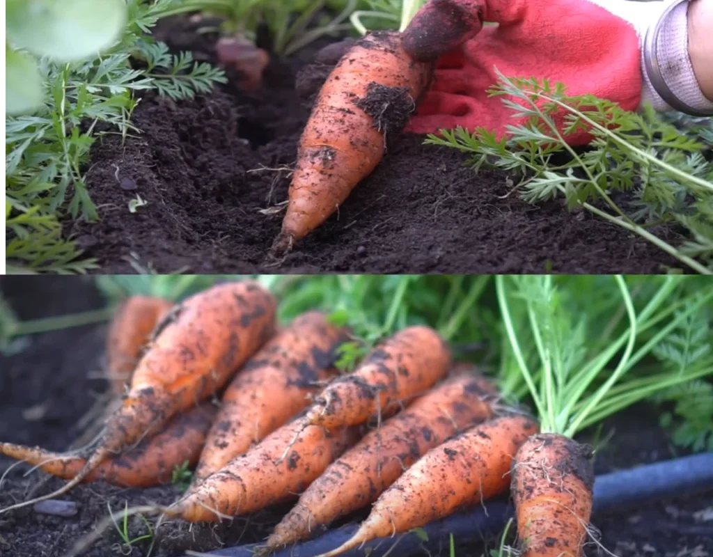 Showing Carrots are completely prepared and well grown