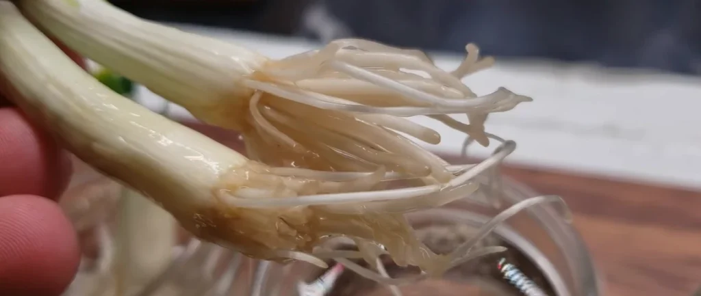 How roots look like after week coming out of green onion roots