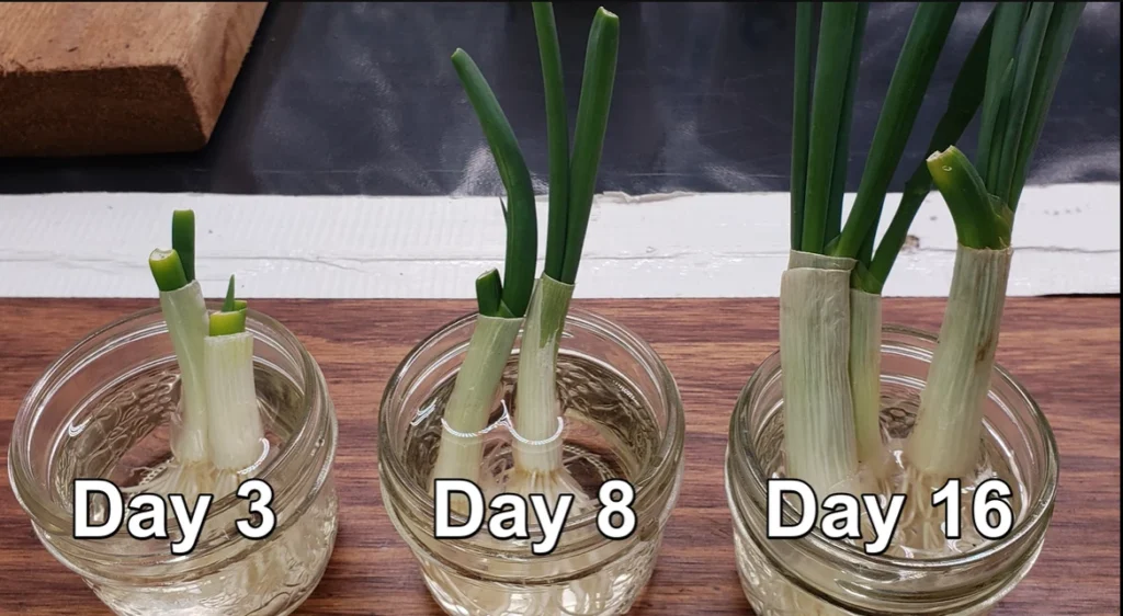 how green onion stem shows roots after 3, 8 and 15 days
