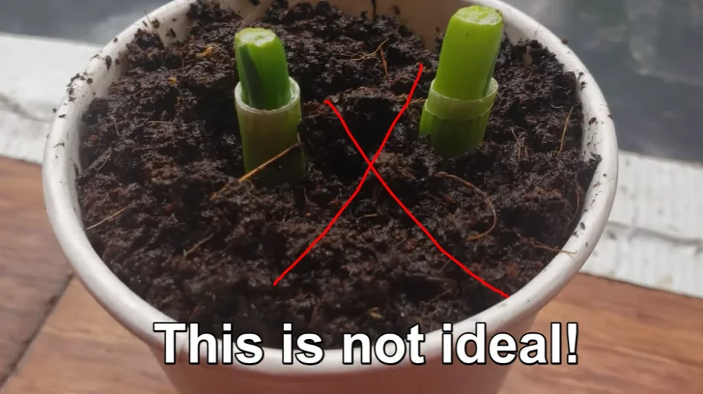 showing what not to plant in the soil in so early stage of stem grooming