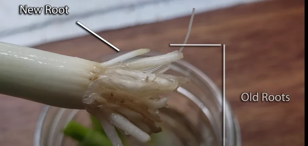 showing new roots coming out of stem
