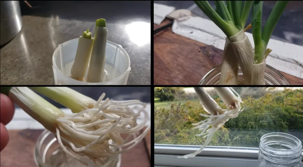 four pictures merged to show how green onion looks like along with roots