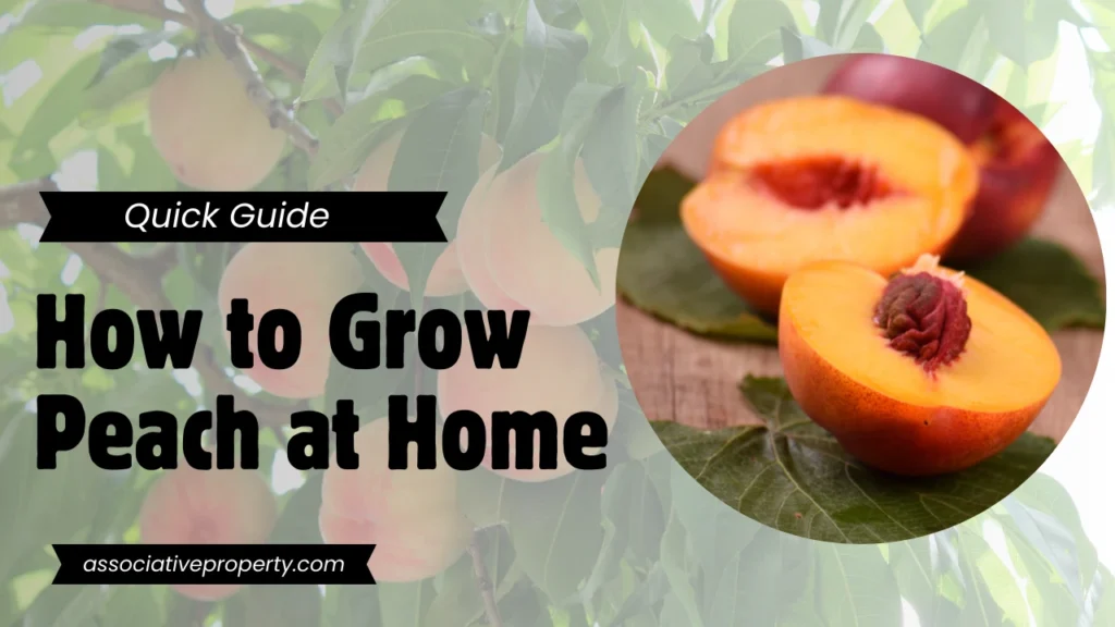 step by step guide to grow peach tree from seed