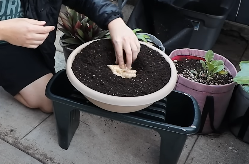 placing ginger in the soil