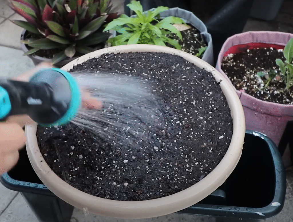 Watering the pot after placing ginger in that