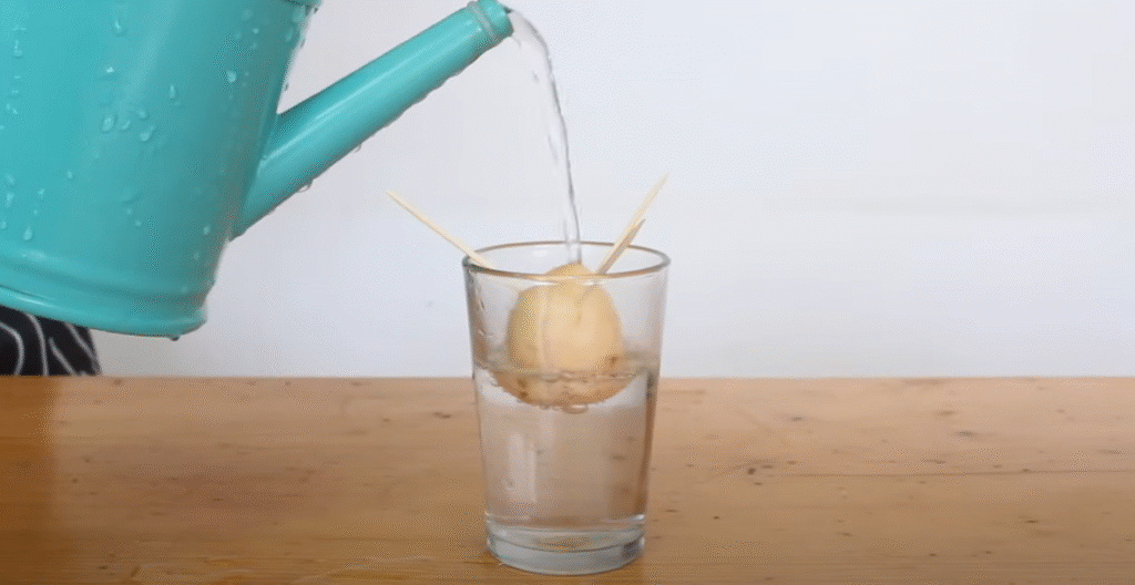 Refreshing Water in which seed is dip in
