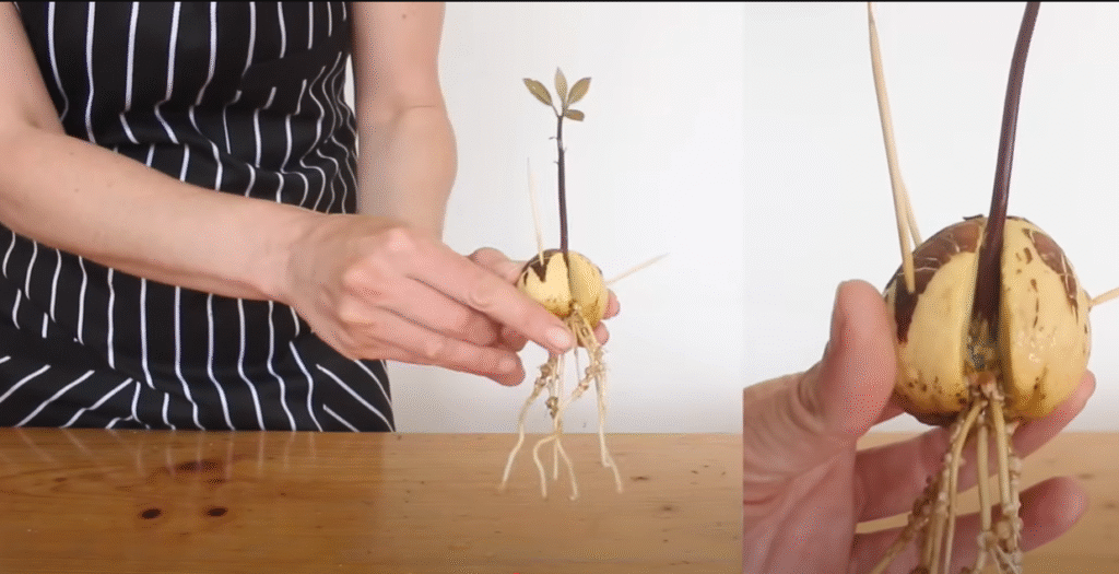 Showing size of roots coming out of seed, ready to place in the soil pot