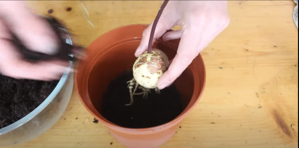 showing placing seed having roots in the soil