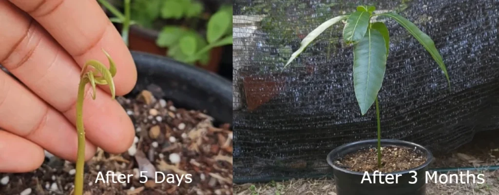 Two images merged showing how plant is looking after 5 days and 3 months