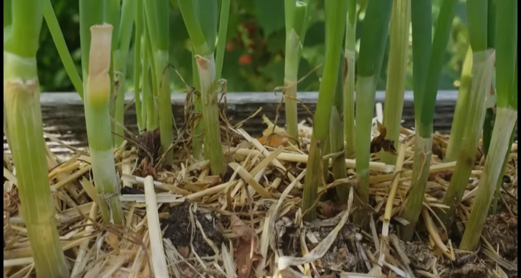How grown green onions are looking within a month
