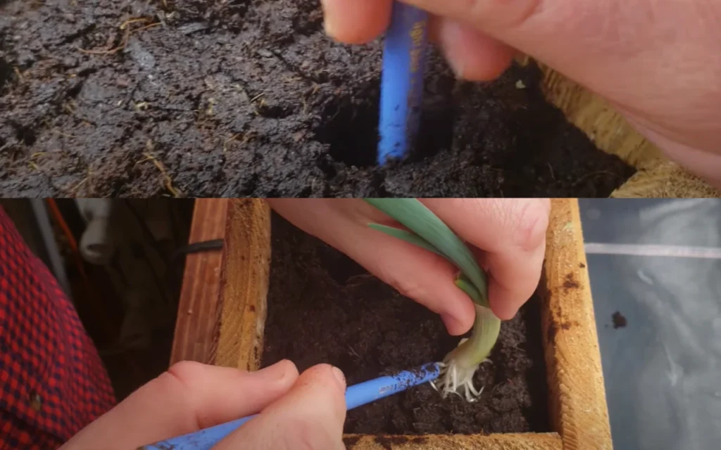 two pictures merged showing making hole in the soil and placing 10 days grown stem in the soil