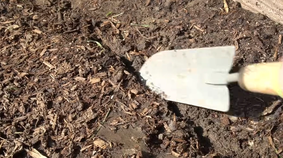 to put carrot seeds in the soil making space