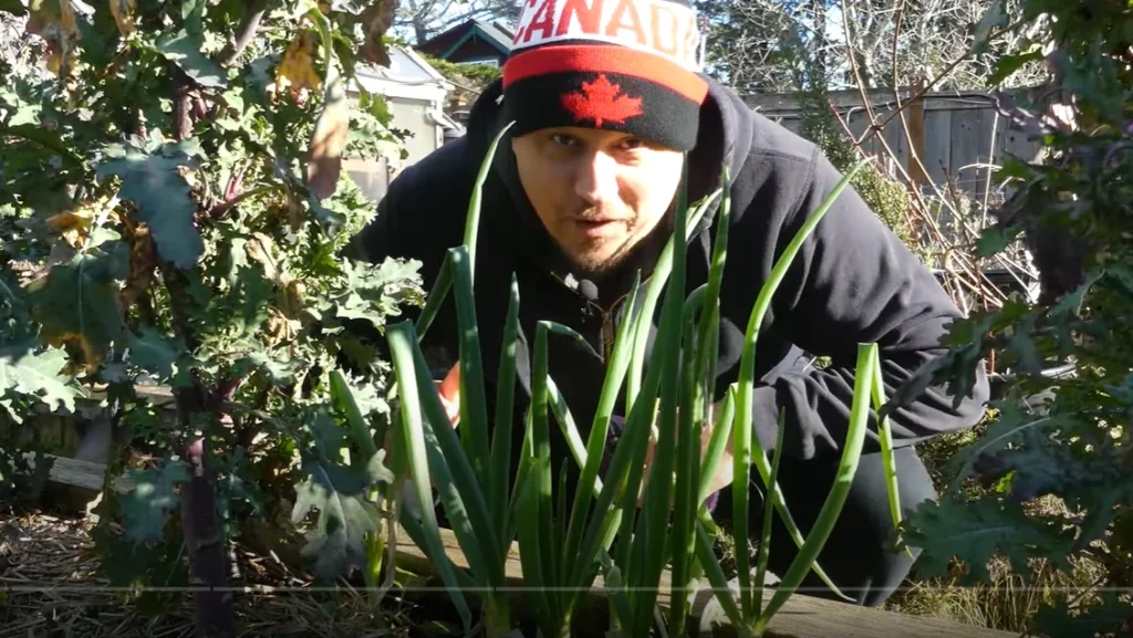 Author clicked picture with green onion plant in his garden