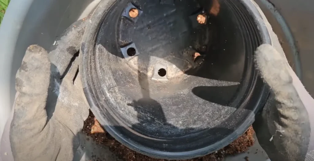 showing pot having drainage holes in which mango seed supposed to place