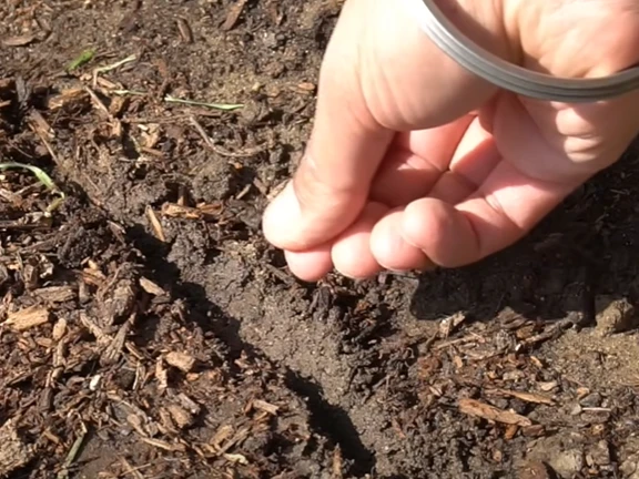 putting seeds in the soil
