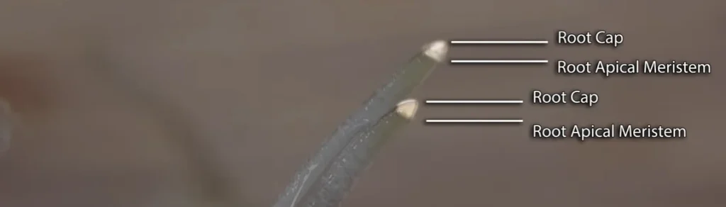 infographic image showing root cap and root apical meristem
