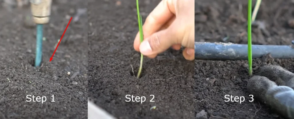Planting the Onion Seedlings