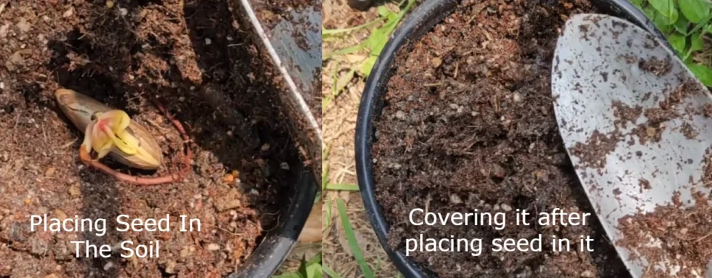 two images merged showing placing of seed in the soil